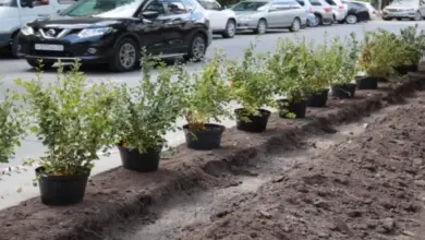 Новосибирск превзошел план по озеленению: 32 000+ деревьев Новосибирск превзошел план по озеленению: 32 000+ деревьев