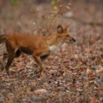 Бешенство в НСО: новые очаги, карантин и защита от вируса 4-2-675×450.jpg