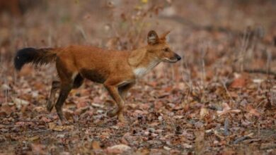Бешенство в НСО: новые очаги, карантин и защита от вируса Бешенство в НСО: новые очаги, карантин и защита от вируса