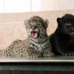 Черный ягуар Габриэль: новый обитатель Новосибирского зоопарка 5b8682aaf0199555df7a8cee4b28c099.webp