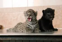 Черный ягуар Габриэль: новый обитатель Новосибирского зоопарка Черный ягуар Габриэль: новый обитатель Новосибирского зоопарка