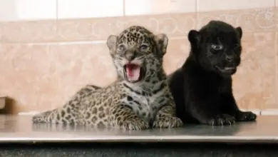 Черный ягуар Габриэль: новый обитатель Новосибирского зоопарка