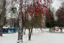 Морозы и снегопады: прогноз погоды в Новосибирской области на ноябрь