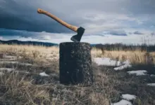 Вырубка деревьев в Бугринском лесу: Мэрия vs Активисты Новосибирска