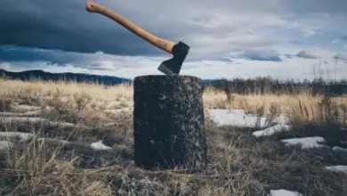 Вырубка деревьев в Бугринском лесу: Мэрия vs Активисты Новосибирска Вырубка деревьев в Бугринском лесу: Мэрия vs Активисты Новосибирска