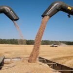Рост экспорта пшеницы из России: прогноз на ноябрь 2025 Прогноз роста экспорта российской пшеницы в ноябре 2025 года