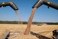 Рост экспорта пшеницы из России: прогноз на ноябрь 2025 Прогноз роста экспорта российской пшеницы в ноябре 2025 года