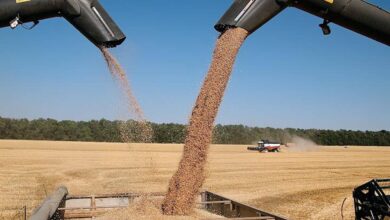 Рост экспорта пшеницы из России: прогноз на ноябрь 2025 Прогноз роста экспорта российской пшеницы в ноябре 2025 года