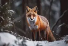 Карантин по бешенству в Верх-Чике: детали и ограничения