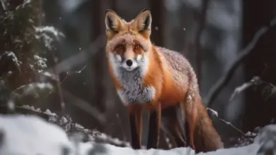 Карантин по бешенству в Верх-Чике: детали и ограничения Карантин по бешенству в Верх-Чике: детали и ограничения