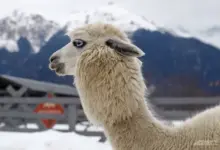 Контактный зоопарк Пача Мама: альпаки в Новосибирской области Контактный зоопарк Пача Мама: альпаки в Новосибирской области