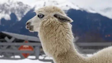 Контактный зоопарк Пача Мама: альпаки в Новосибирской области Контактный зоопарк Пача Мама: альпаки в Новосибирской области