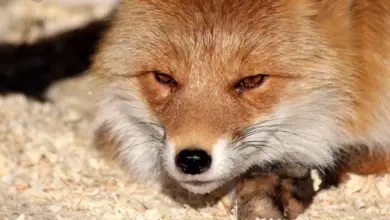 Лиса у школы в Новосибирске: опасность, бешенство и меры Лиса у школы в Новосибирске: опасность, бешенство и меры