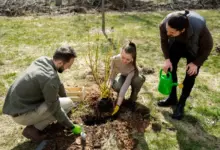 Успехи лесовосстановления в Новосибирской области: итоги нацпроекта