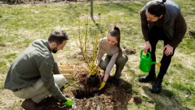 Успехи лесовосстановления в Новосибирской области: итоги нацпроекта Успехи лесовосстановления в Новосибирской области: итоги нацпроекта