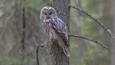 Спасение длиннохвостой неясыти в Новосибирске: помощь диким птицам Спасение длиннохвостой неясыти в Новосибирске: помощь диким птицам