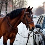 Лошадь или авто в Новосибирске: что выгоднее содержать в 2025 году? В Новосибирске сравнили затраты на содержание лошади и автомобиля