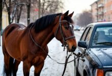 Лошадь или авто в Новосибирске: что выгоднее содержать в 2025 году? В Новосибирске сравнили затраты на содержание лошади и автомобиля