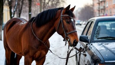 Лошадь или авто в Новосибирске: что выгоднее содержать в 2025 году? В Новосибирске сравнили затраты на содержание лошади и автомобиля