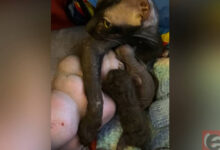 Спасение котят сфинкса: выброшены в мусоропровод в Новосибирске