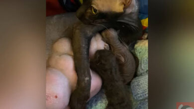 Спасение котят сфинкса: выброшены в мусоропровод в Новосибирске