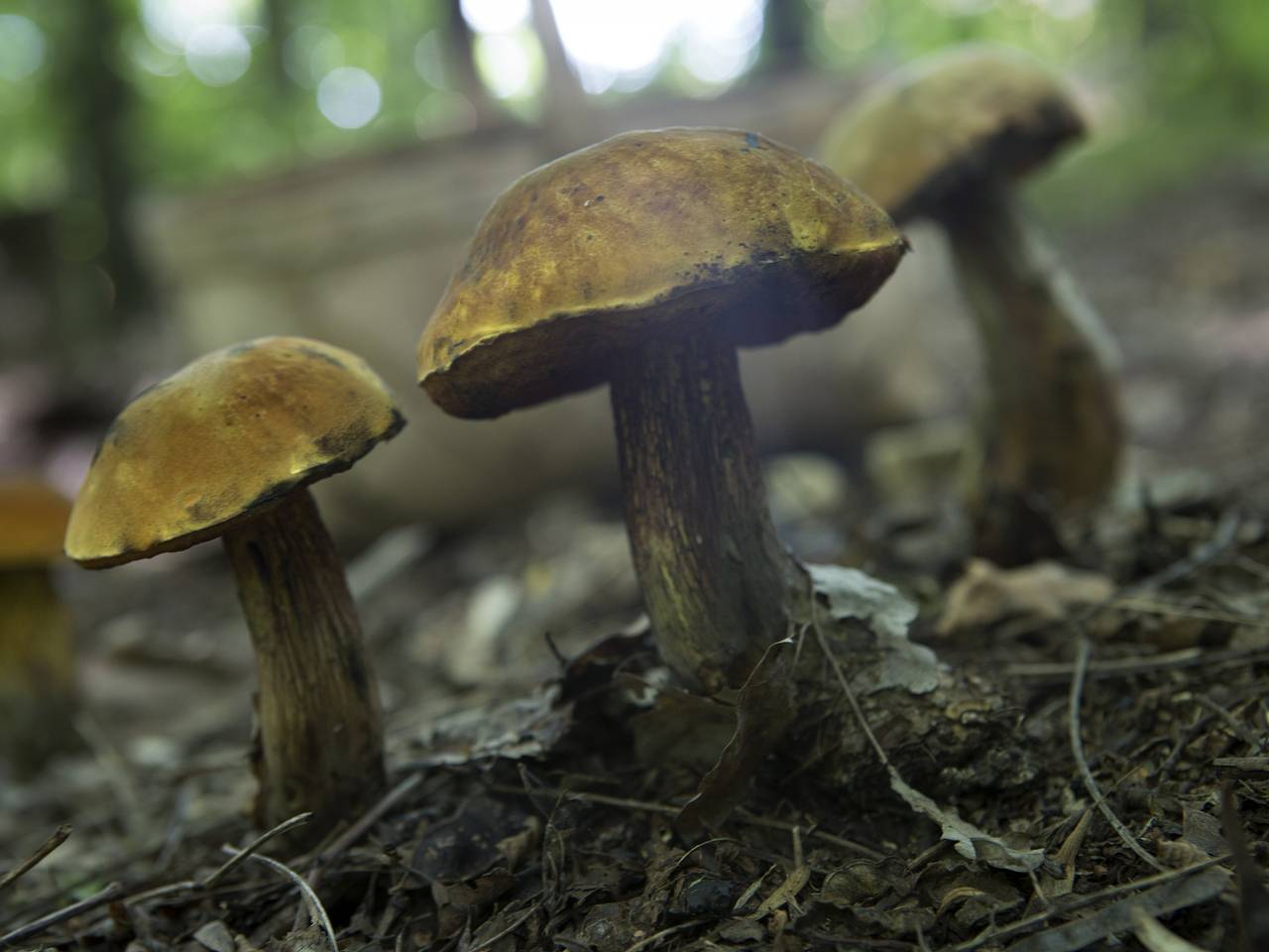 Российский лес накрыло грибами Российский лес накрыло грибами