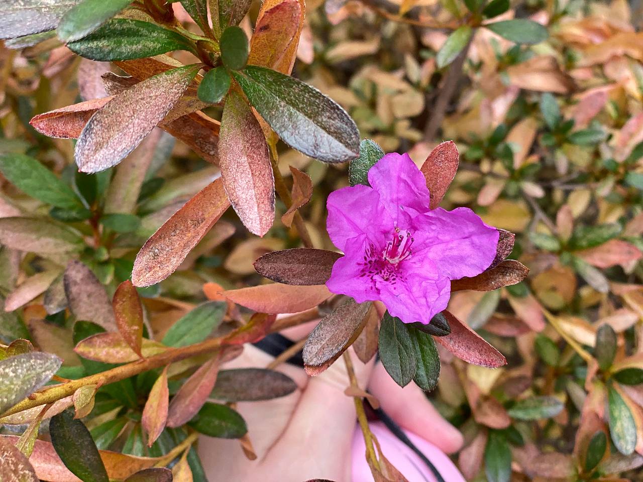 В российском городе внезапно зацвели деревья и кусты