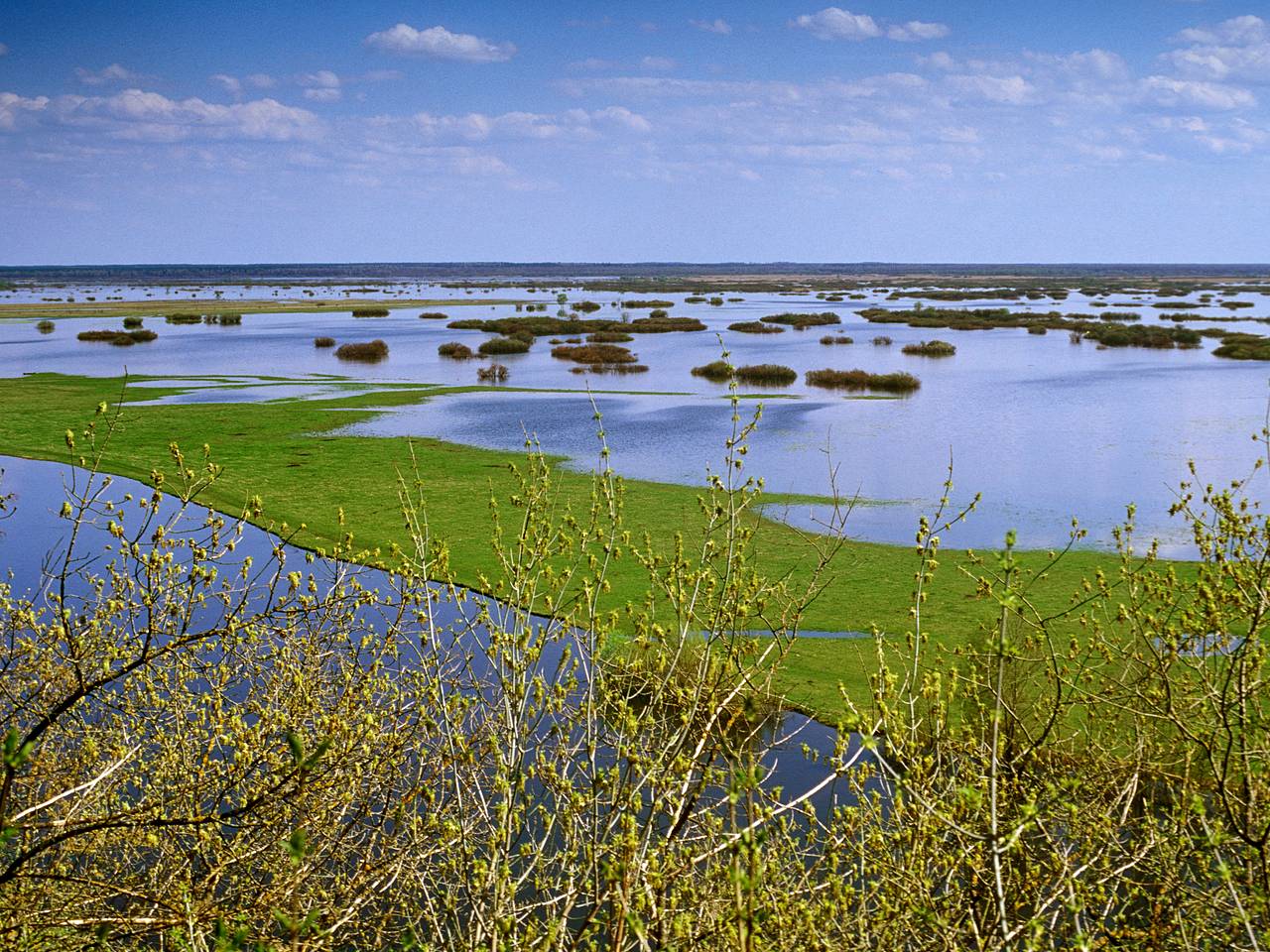 Крапчатые суслики освоились в Брянской области Крапчатые суслики освоились в Брянской области