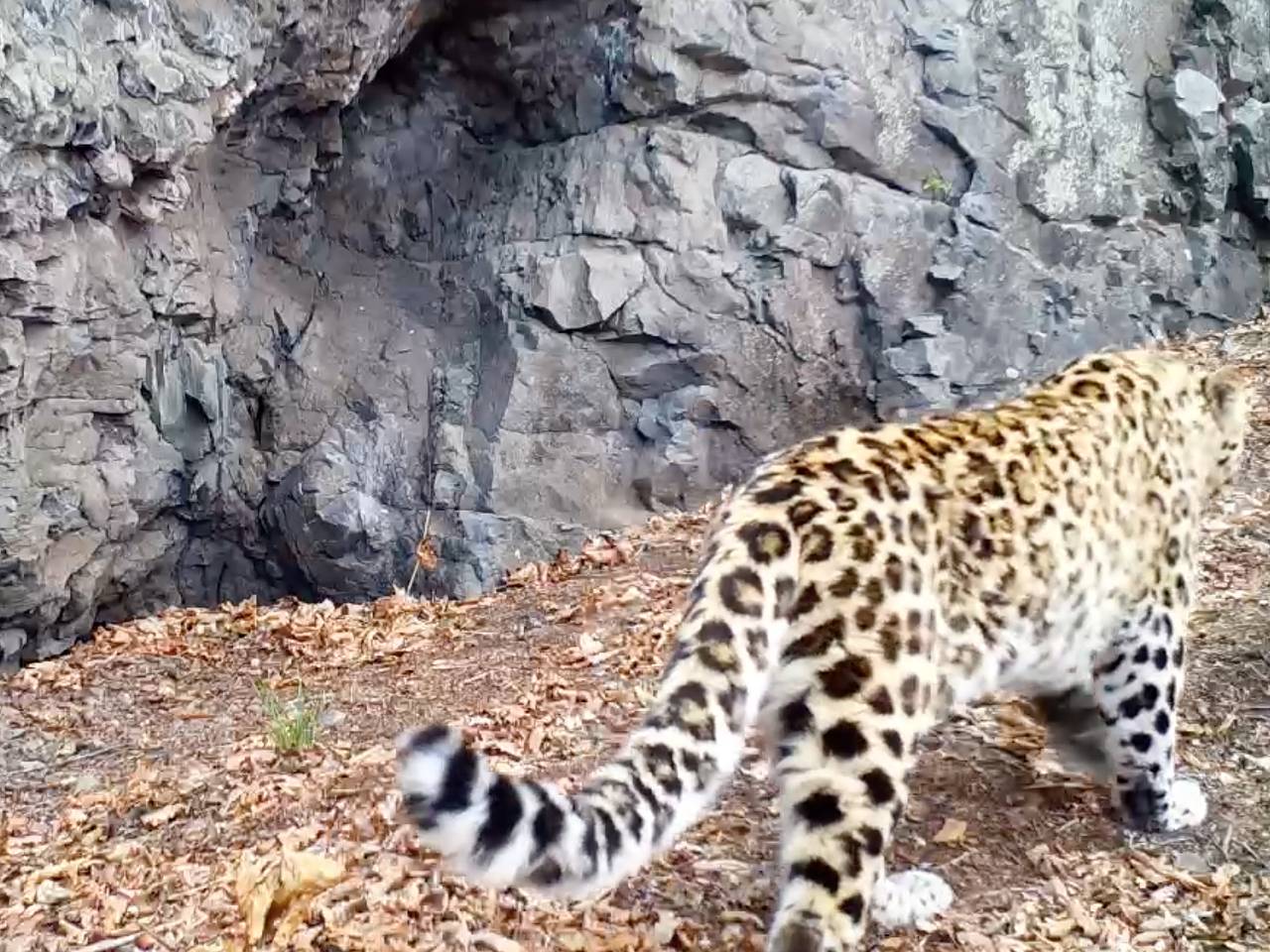 «Пятнистый жених» из заповедника России попал в фотоловушку