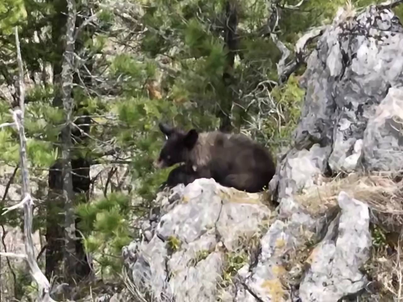 Пробуждение семьи гималайских медведей после зимы сняли на видео в заповеднике Приморья