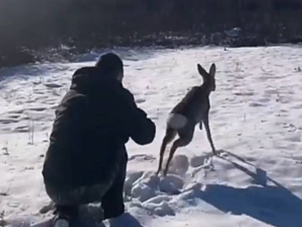 В Приамурье полицейские спасли косулю