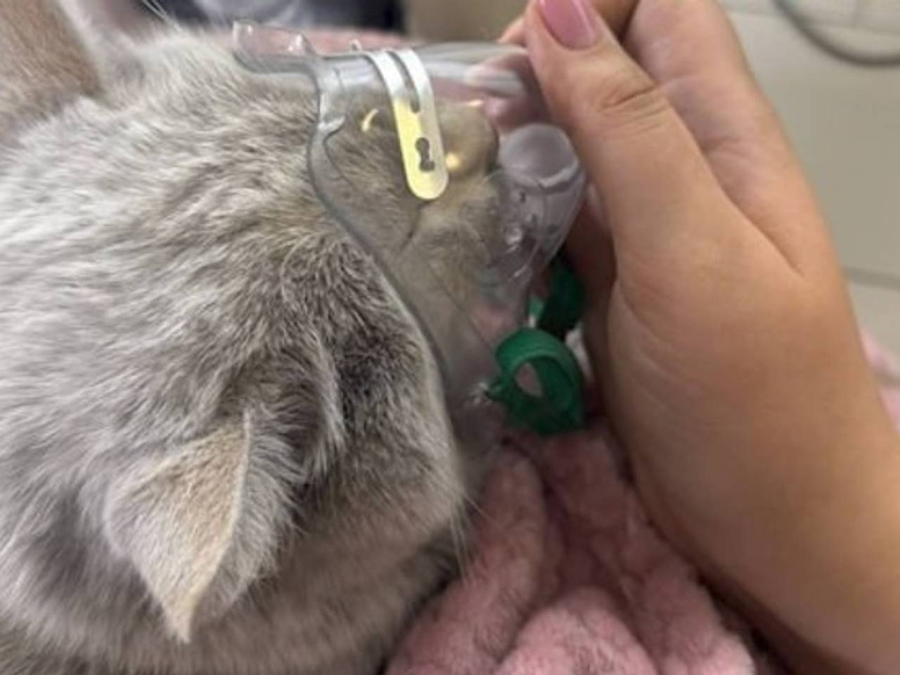 В Барнауле пожарные спасли кота из горящей квартиры