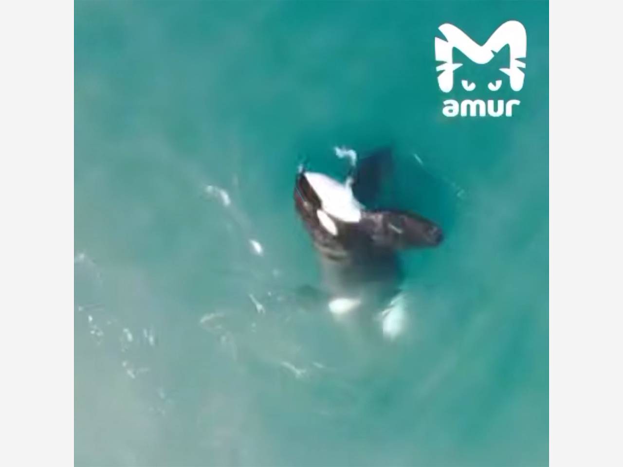 Косатка сыграла с добычей в кошки-мышки и попала на видео