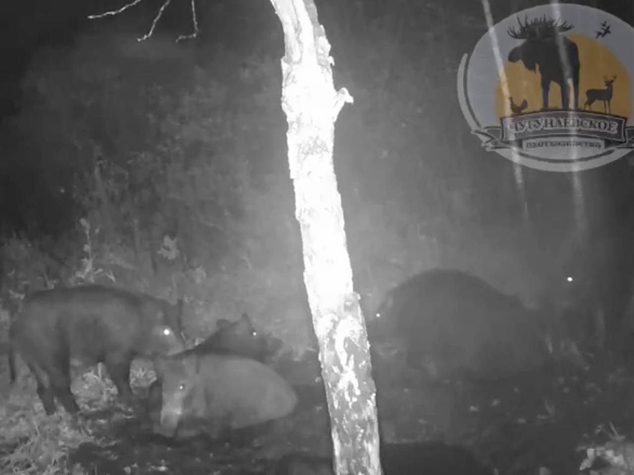 Спа-вечер семейства кабанов в российском регионе попал на видео