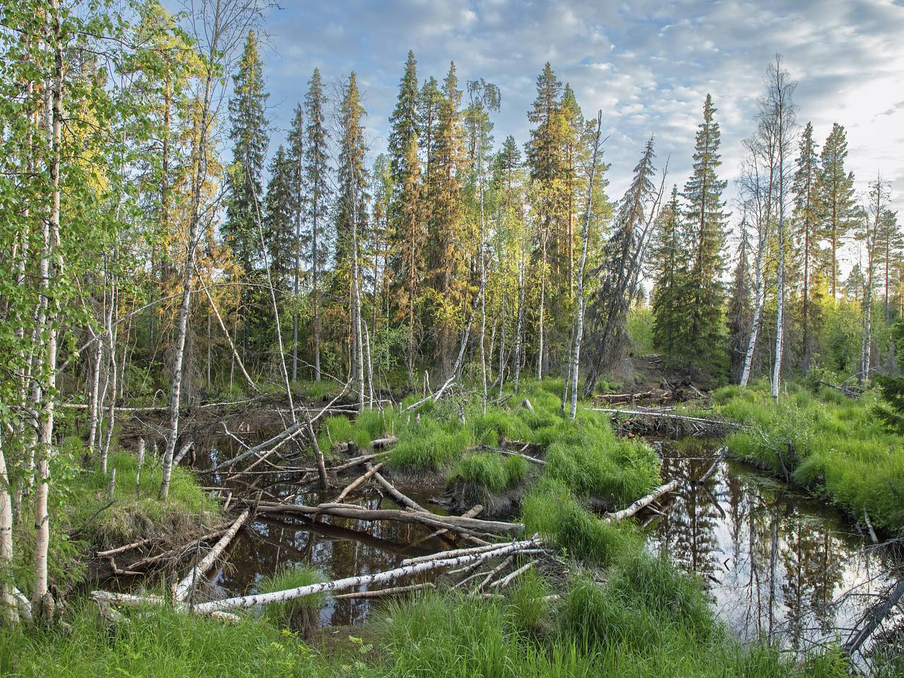 Россияне уснули в застрявшем на болоте автомобиле и насмерть отравились