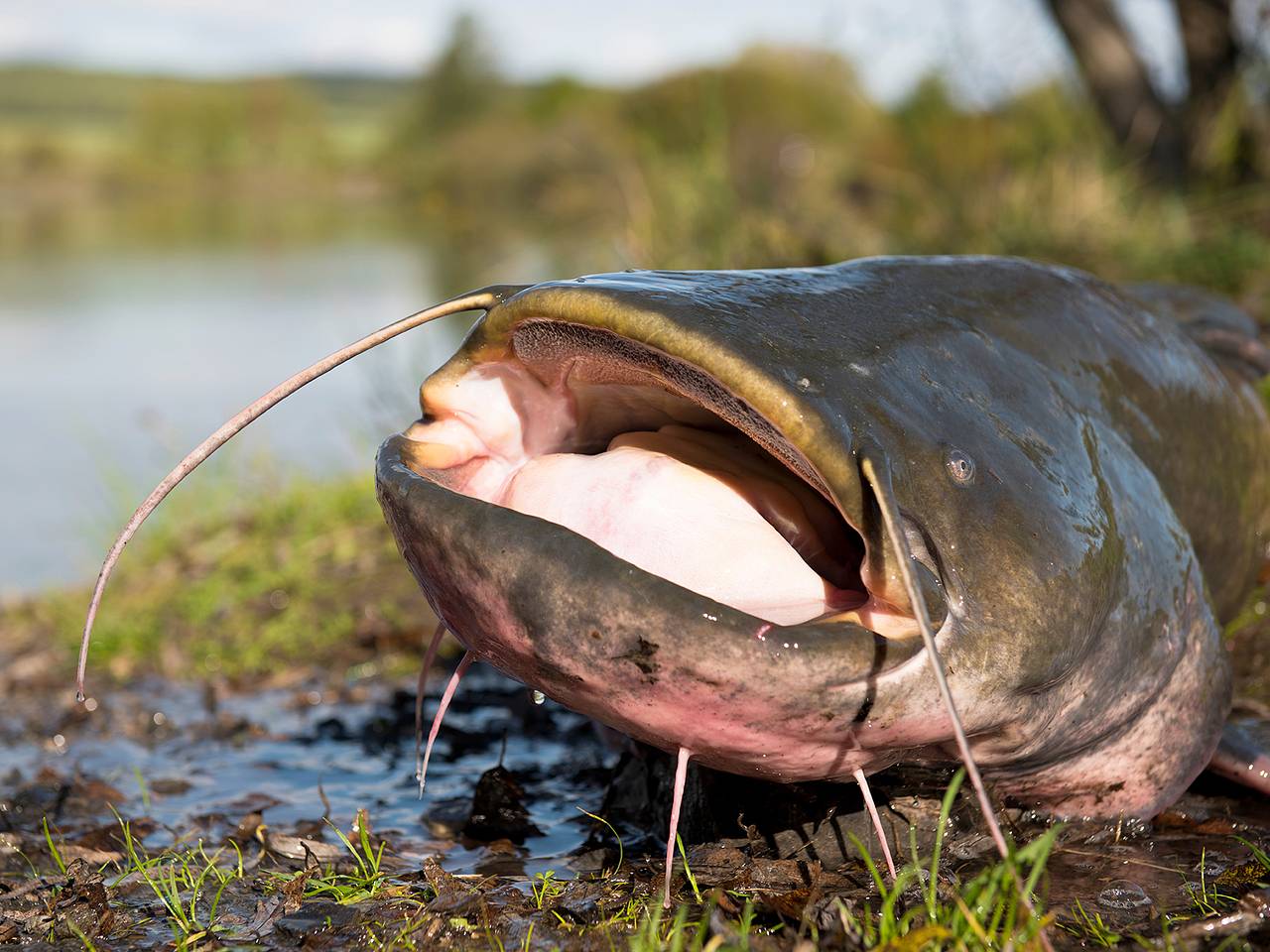 В России поймали редкого сома-гиганта
