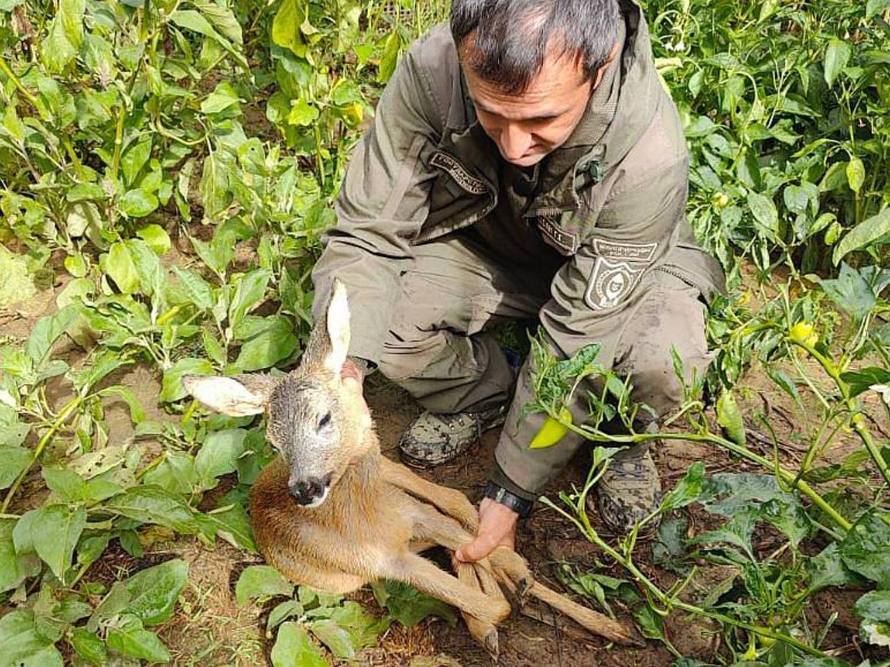 Под Сочи спасли убегавшего от хищников косуленка