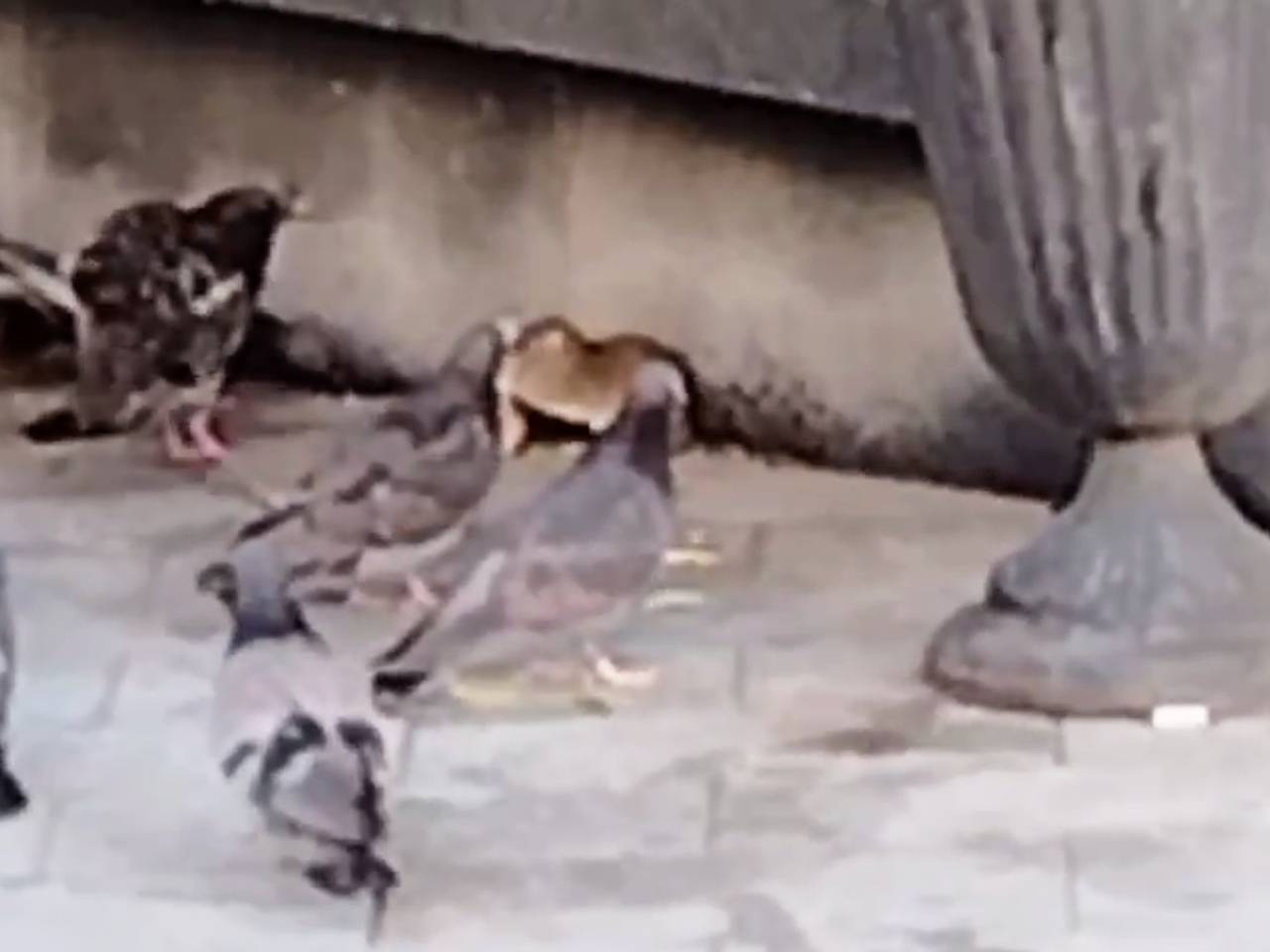 Ожесточенную схватку крысы с бандой птиц запечатлели в России Ожесточенную схватку крысы с бандой птиц запечатлели в России