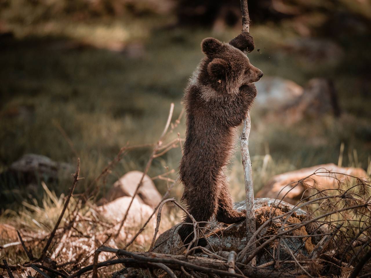 В Приангарье нашли и спасли осиротевшего медвежонка