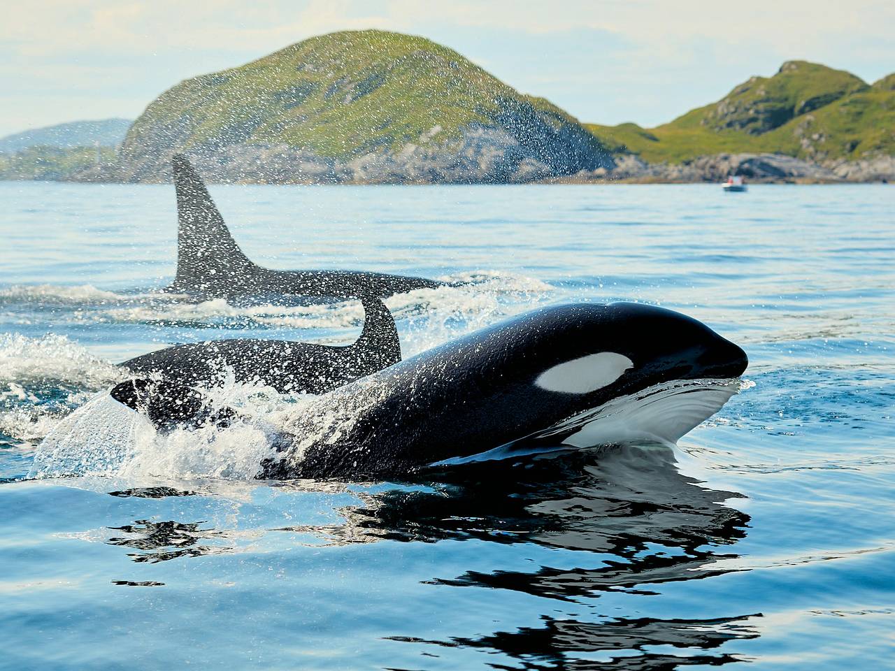 Россияне запечатлели плавающих в море косаток