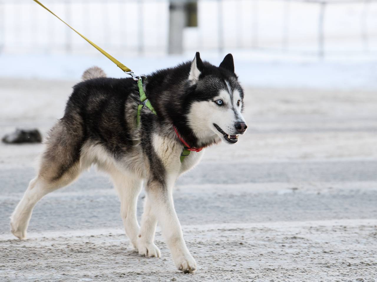 В России захотели расширить список опасных пород собак