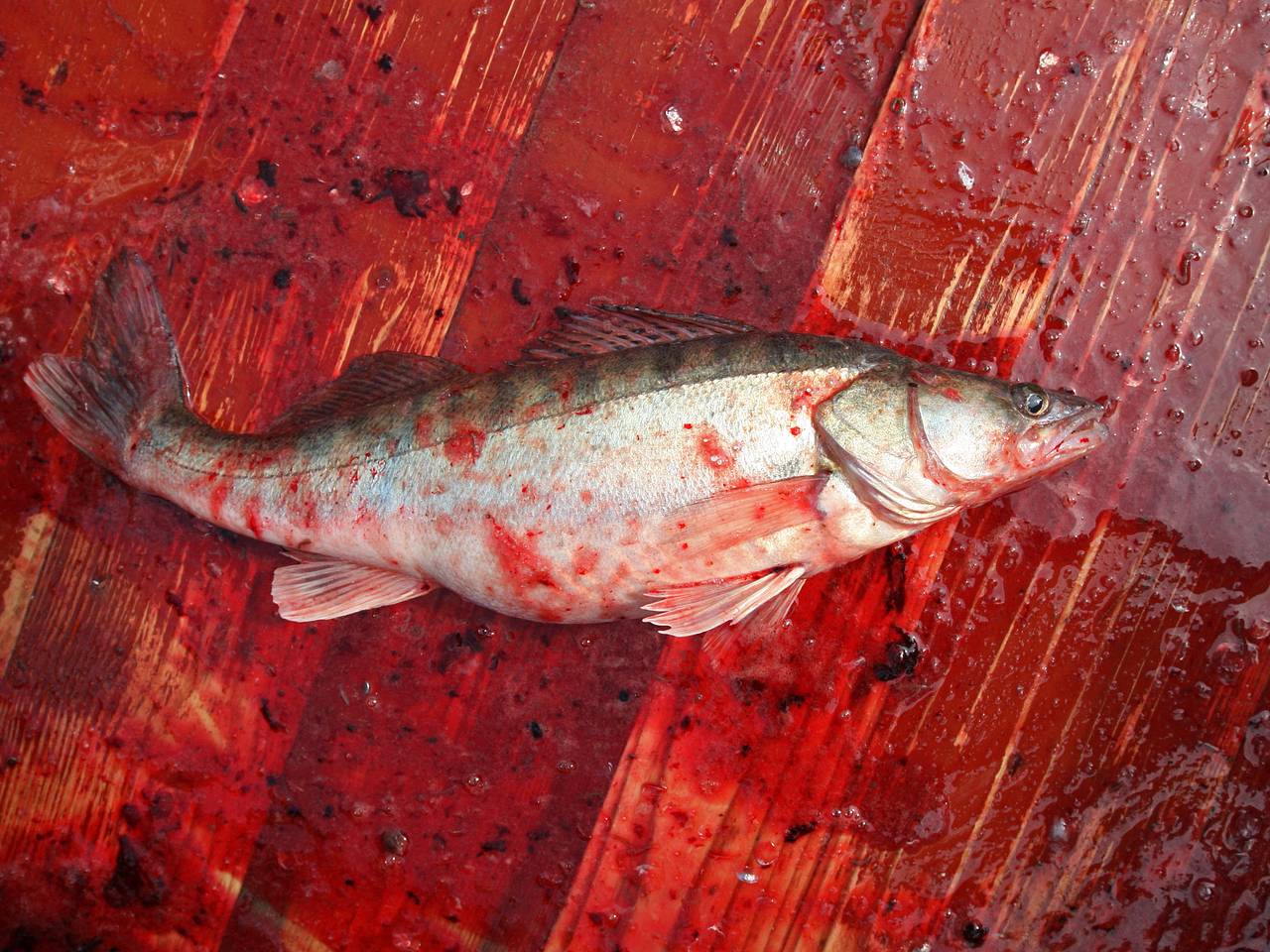 Россиянка поймала гигантского судака