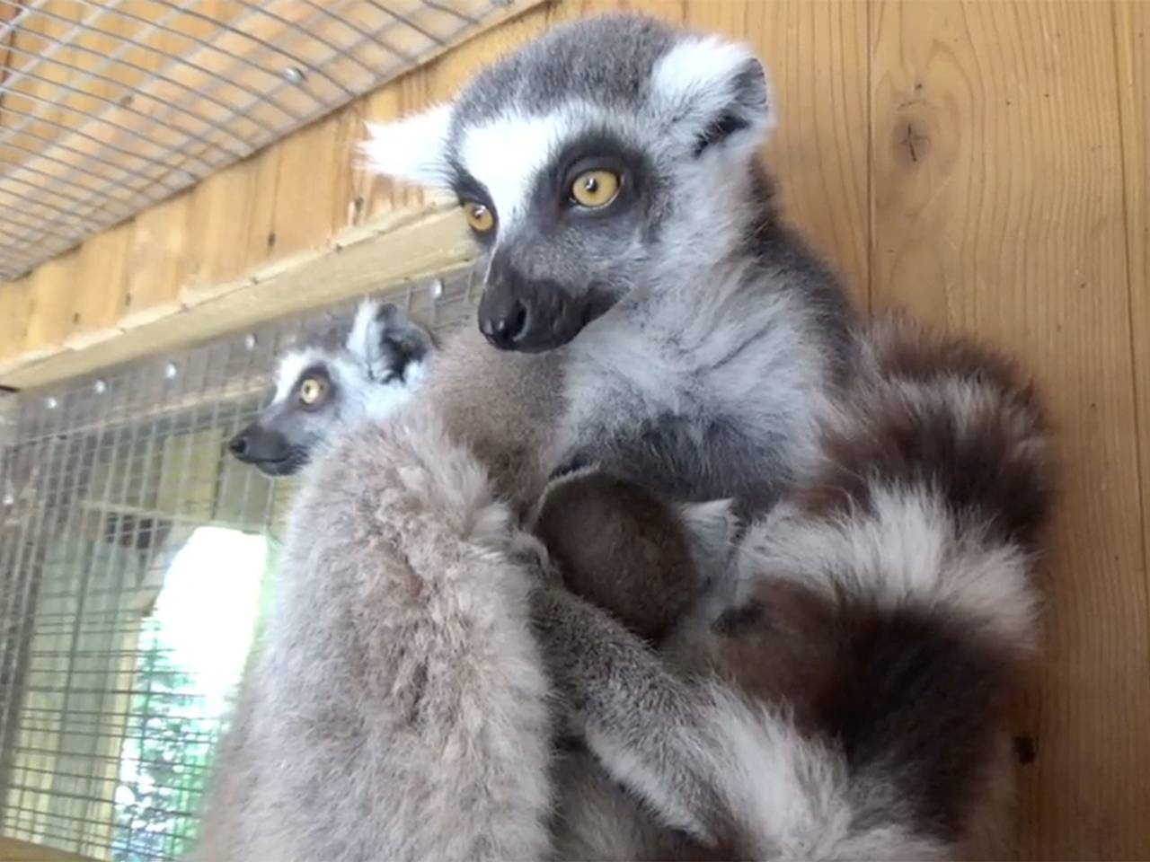 Два редких лемура родились в парке Крыма и попали на видео