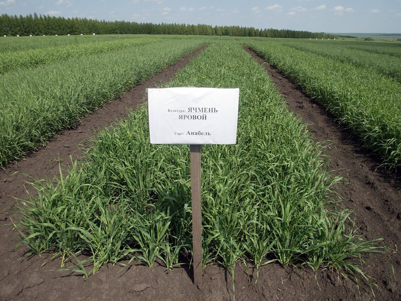 В Новосибирской области темпы посевной кампании превысили прошлогодние показатели