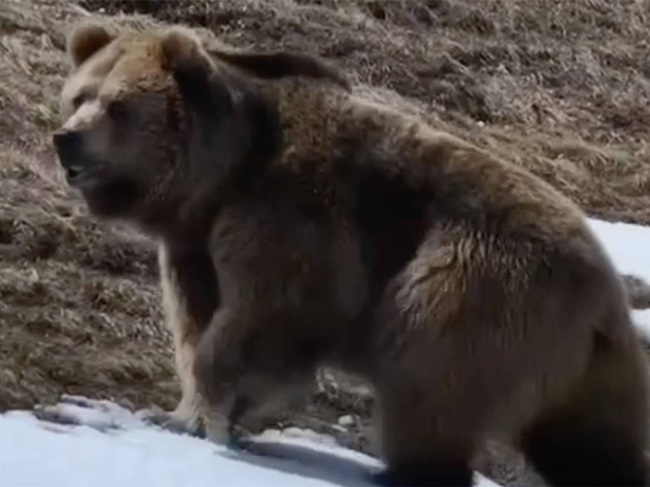 Туристы нашли следы огромного медведя в горах Сочи и сняли их на видео