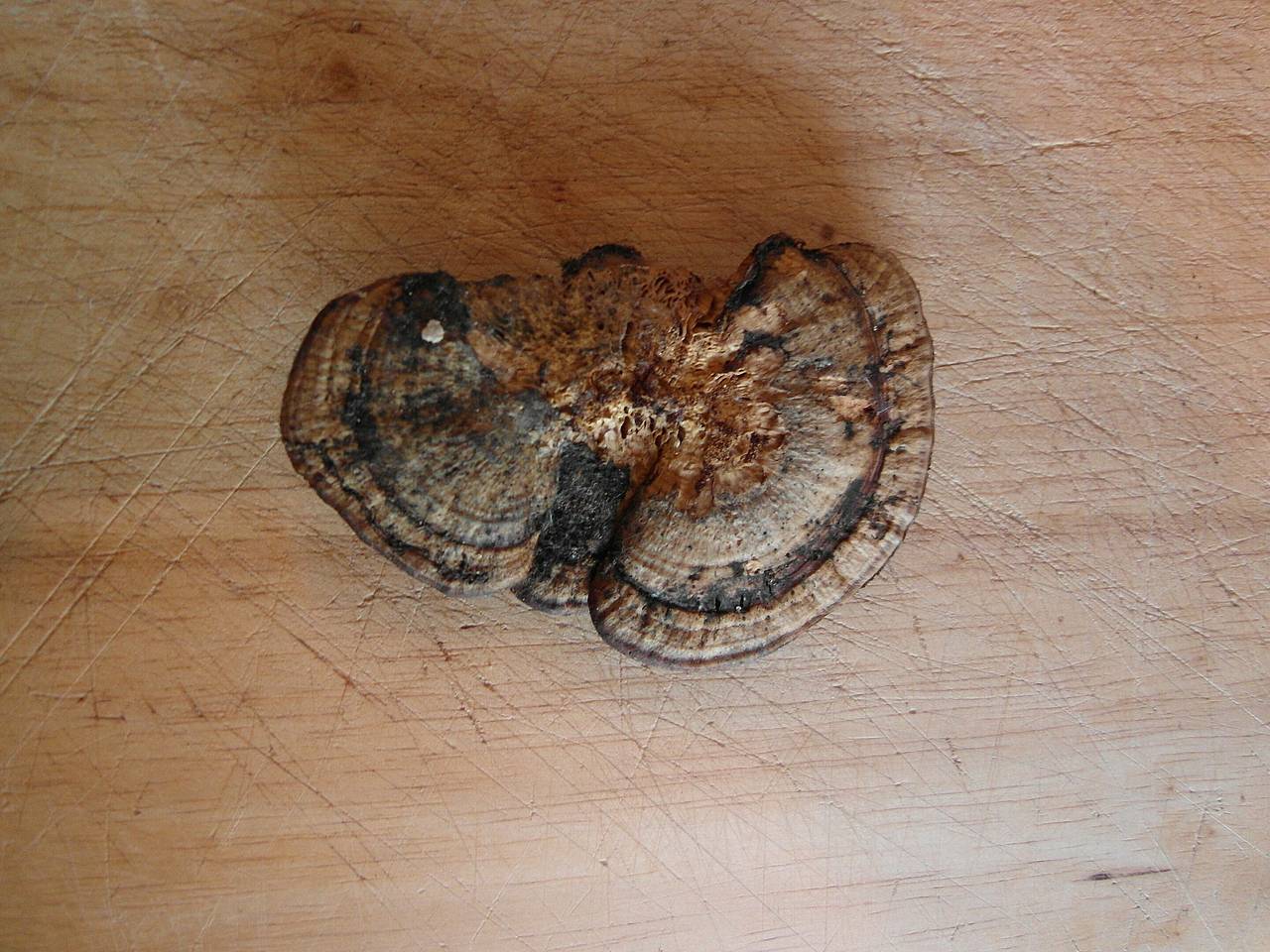 Ученые сделали сенсационную находку в лесу Татарстана