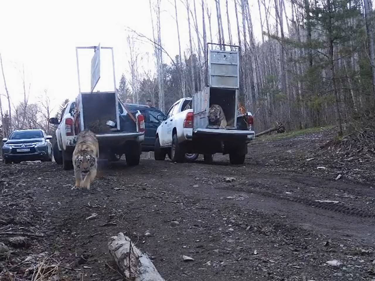 Рычащих амурских тигров сняли на видео в российском регионе