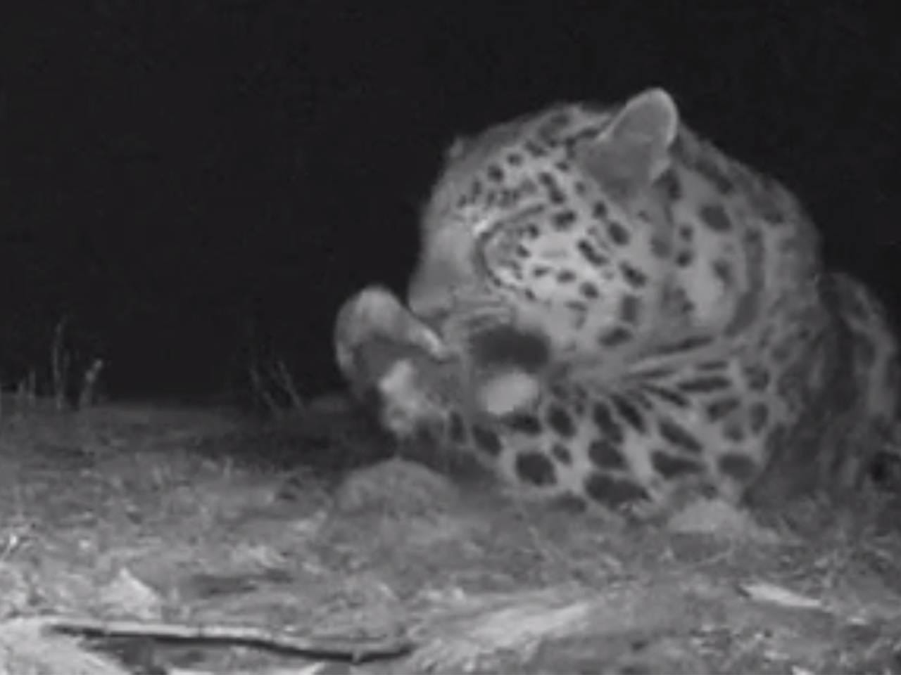 В заповеднике России заметили ночного «мастера по ногтевому сервису»