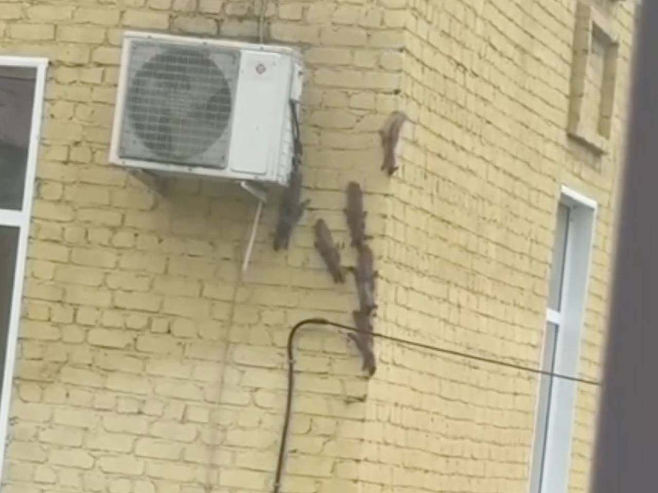 Белка прямо по стене провела детенышей в российский роддом и попала на видео Белка прямо по стене провела детенышей в российский роддом и попала на видео