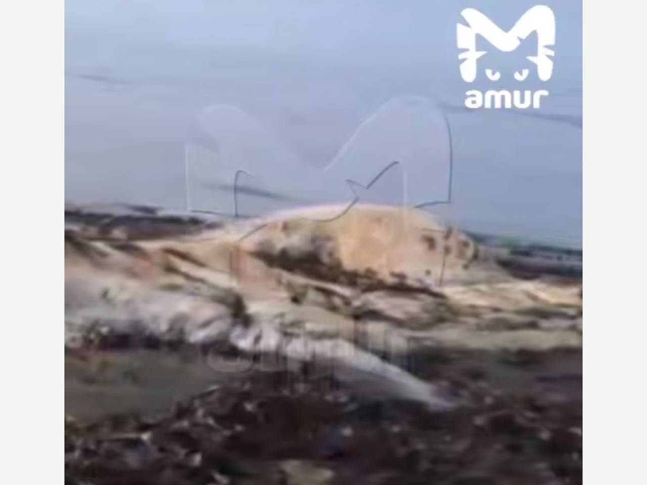 На российском побережье нашли гигантского монстра